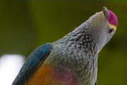 Rose-crowned Fruit-Dove (Ptilinopus regina)